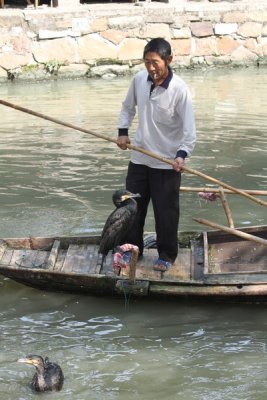 Cormorants went on strike - refused to fish and pissed off the fisherman