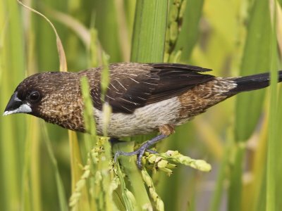 White-rumped Munia eating rice