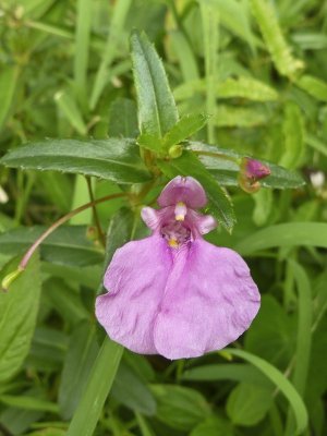 Balsam Spp?