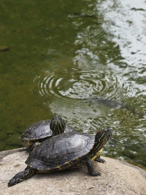 red-eared terrapins