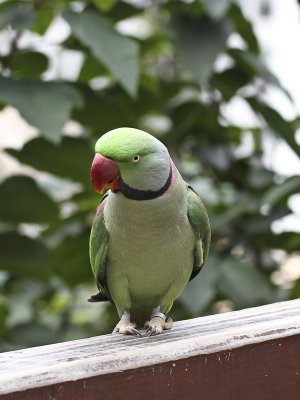 Parrot 2