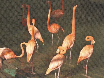 American flamingoes