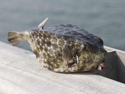Fisherman's catch - a boxfish- which species?