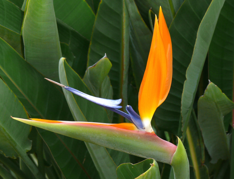 Strelitzia