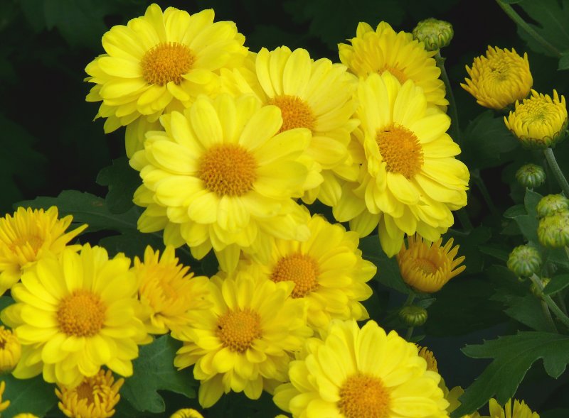 yellow