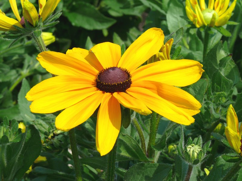 yellow too