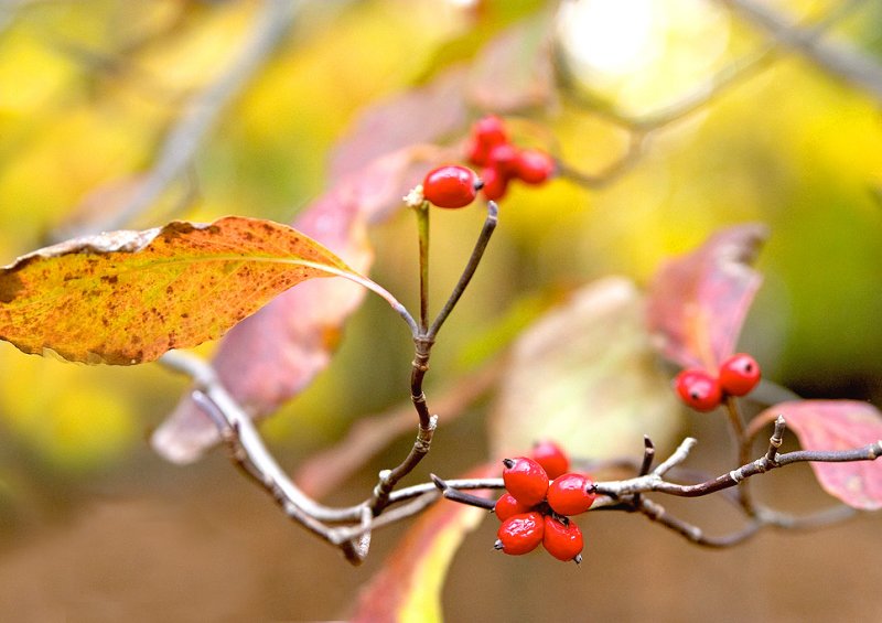 Autumn Harvest