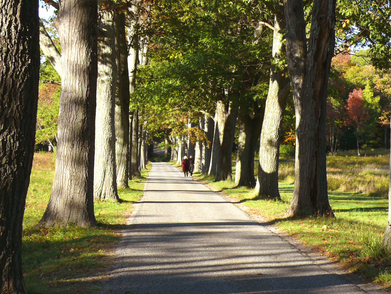 afternoon stroll