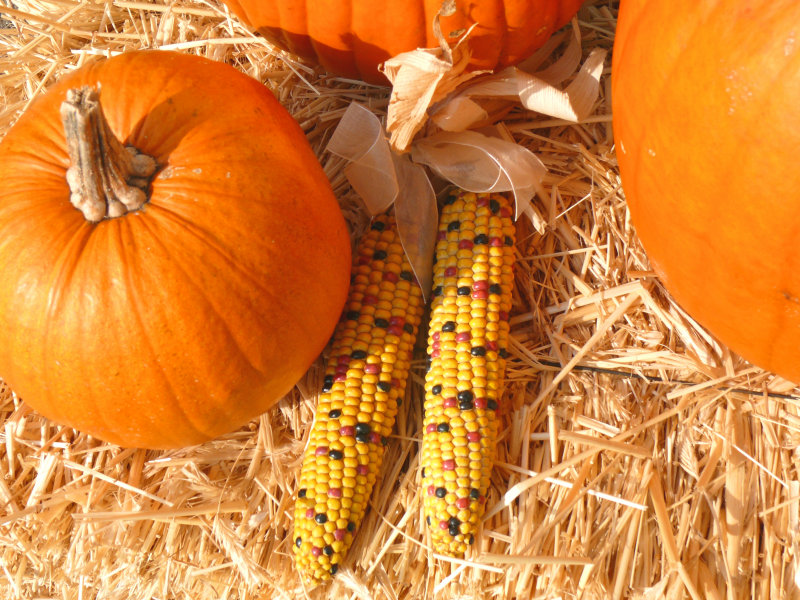 harvest