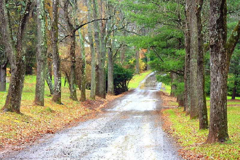 the little road between the trees