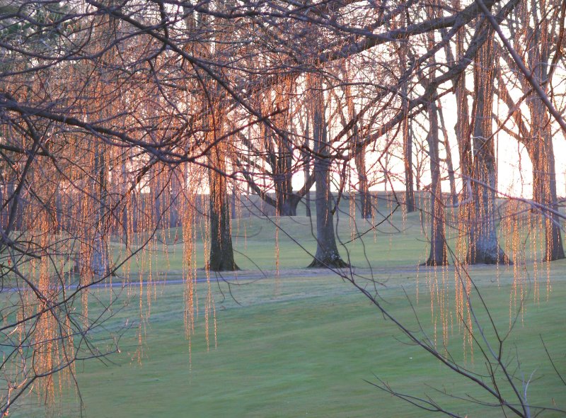 Dusk on the golf course