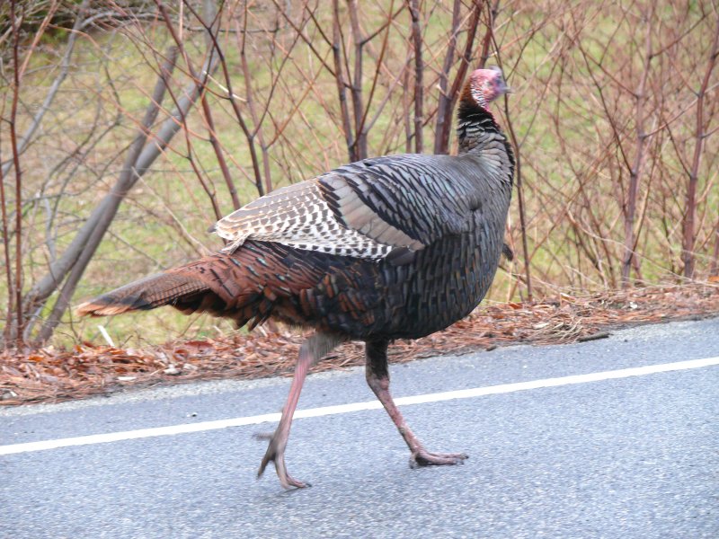 Going for her daily stroll