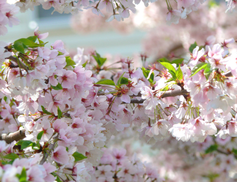 Tender blossoms in early morning