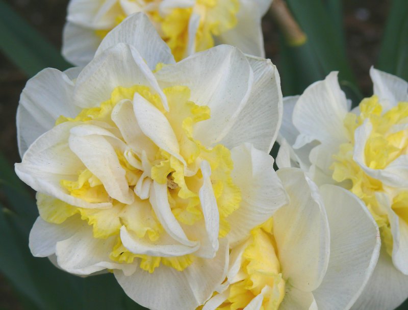 Double daffodils