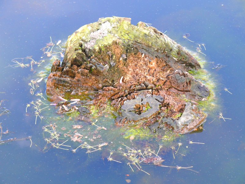 Stump in the water