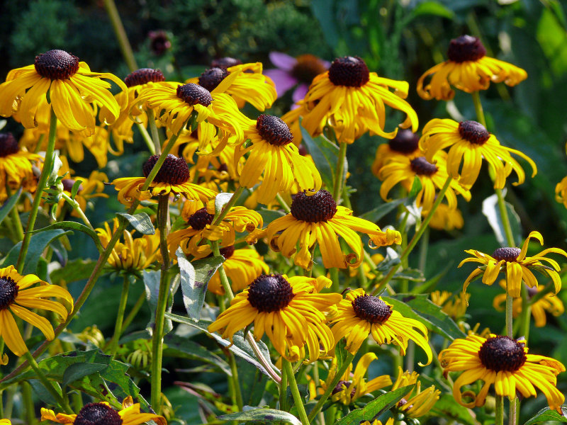 Bright and beautiful and yellow