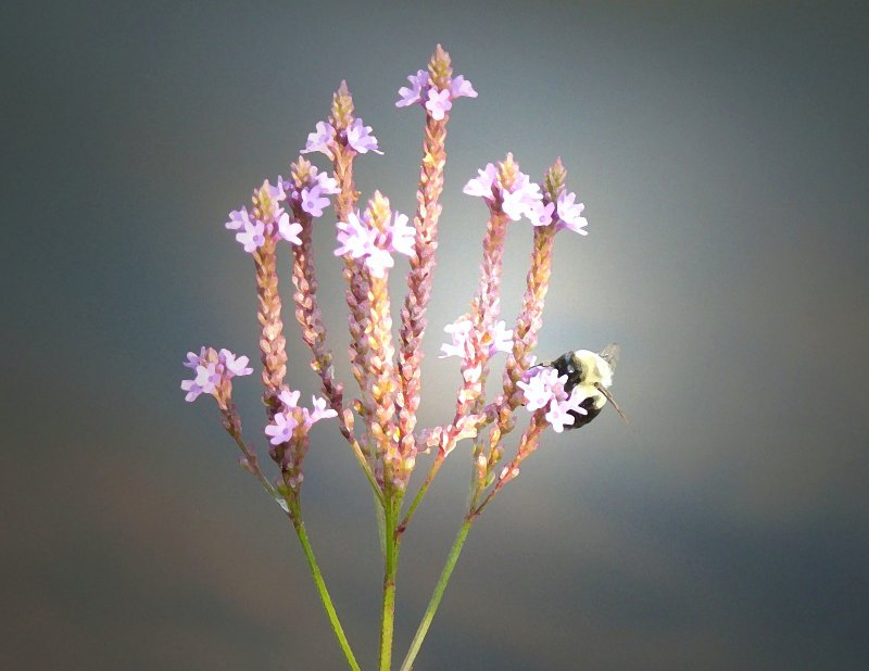 At the edge of the pond