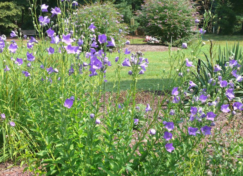 Blue bells