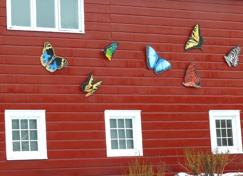 the butterfly wall