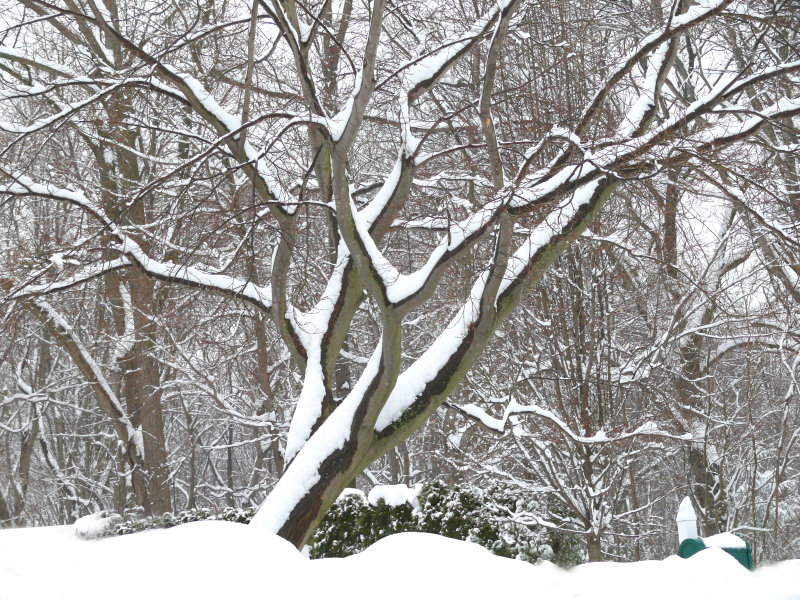 snow on the trunks