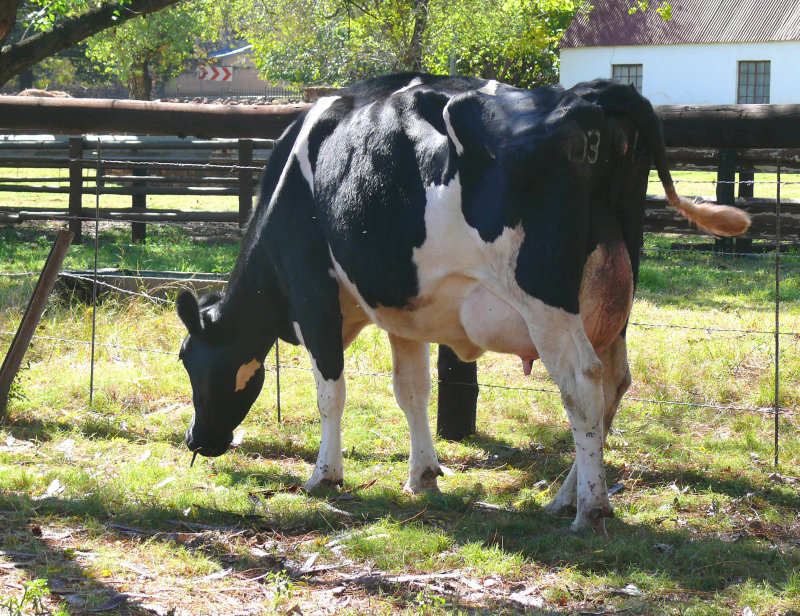 a happy cow
