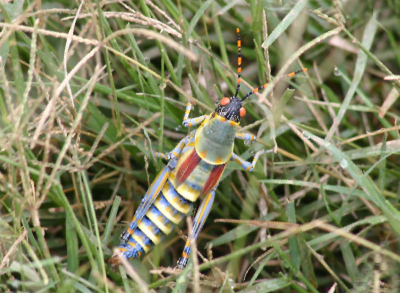 grasshopper