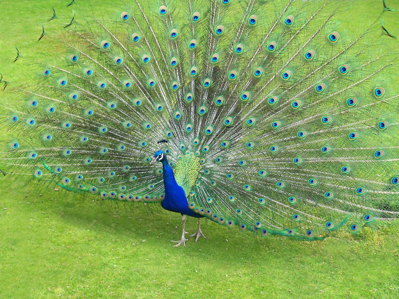 Peacock at Irene Dairy Farm