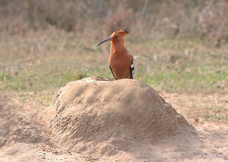 Hoopoe