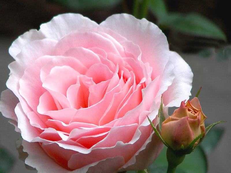 Think pink