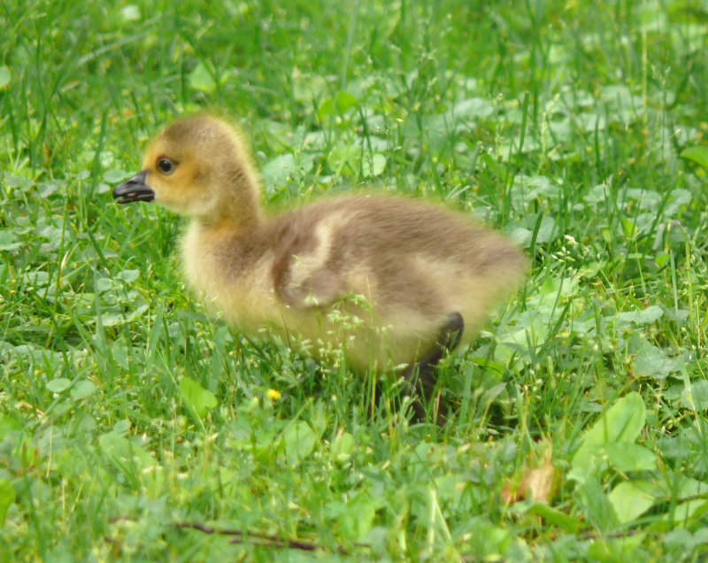 Baby brown fluff