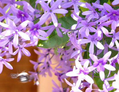 petria petals