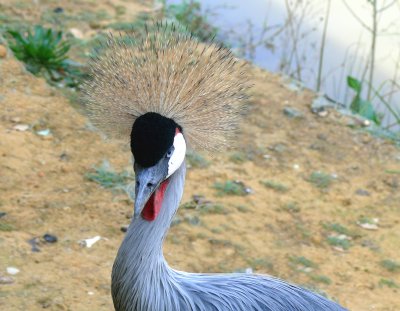 Crowned Crane