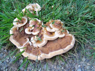 the secret life of mushrooms