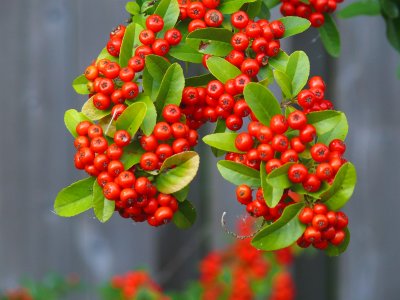berry beautiful