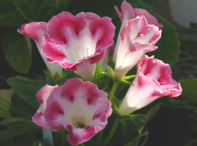 unknown beauties