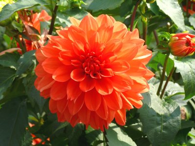 Dahlia