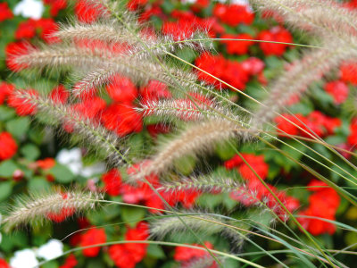 season's joy