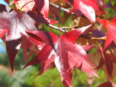 Sweetgum leaves