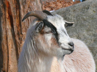 A very dignified goat