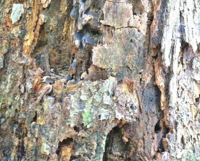 rotting tree trunk