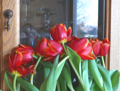Last gasp of the tulips