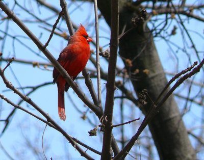 Northern Cardinal