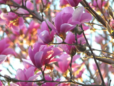 Magnolia blossoms in the sunset