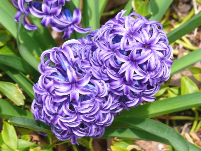 Purple delight - Hyacinth