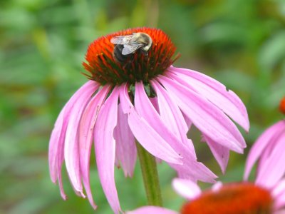 Windblown, with a visitor