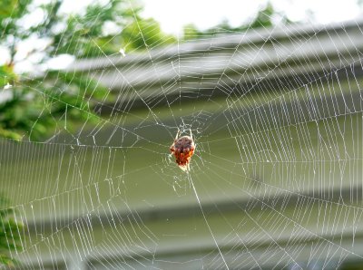 He lives outside my front door