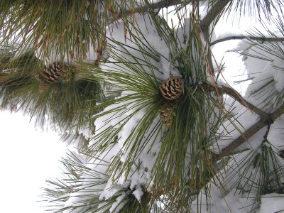 pine tree in the snow