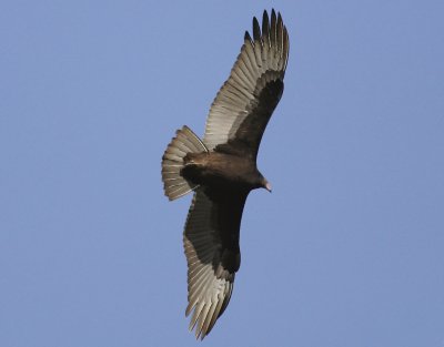 turkey vulture....