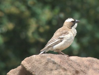 Koringvoel (White browed sparrow weaver)