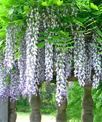 glorious wisteria